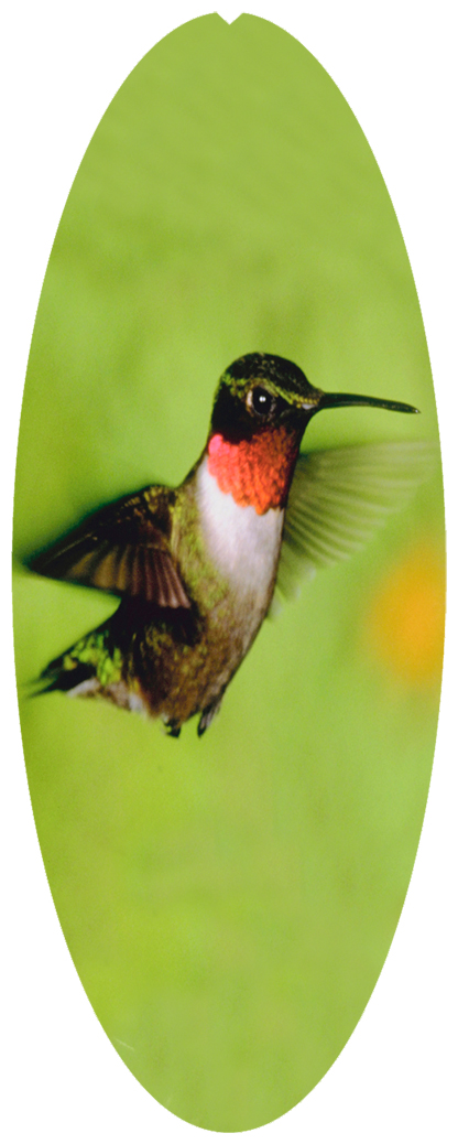DNSA18-027 Humming Bird 1
